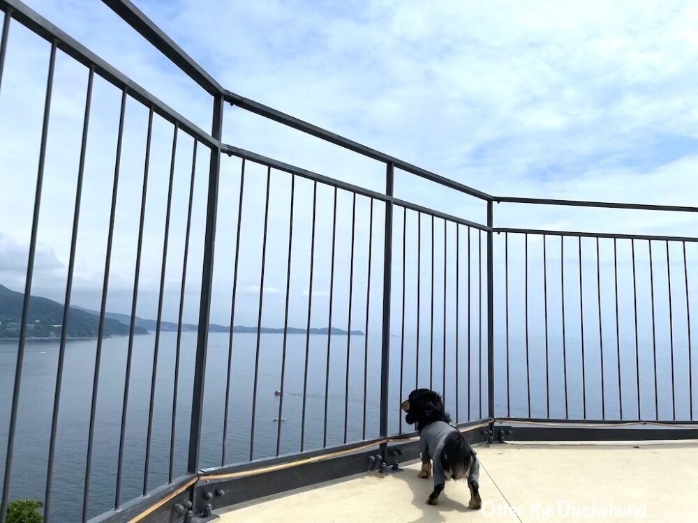 shizuoka_atami_travelwithdogs_熱海_犬と旅行_犬連れ旅行_202208_熱海城_Atami Castle_Ropeway_ロープウェイ_オッター海見ている